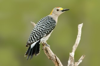 Golden fronted Woodpecker Melanerpes aurifrons Rio Grande City, Starr County, Texas, United States