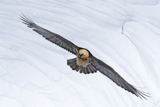 Bearded Vulture (Gypaetus barbatus) flying, Valais, Switzerland