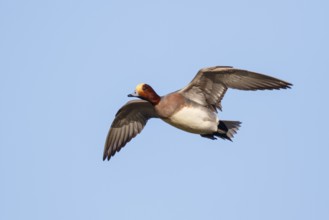 Eurasian Wigeon (Mareca penelope) male flying, Netherlands