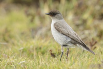 Dark-faced Ground-Tyrant (Muscisaxicola macloviana) perched on the ground in the Falkland Islands