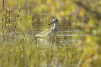 Common greenshank (Tringa nebularia), walking on marsh, Galicia, Spain