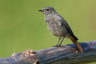 Black Redstart (Phoenicurus ochruros) female, Mecklenburg-Western Pomerania, Germany