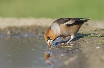 Hawfinch (Coccothraustes coccothraustes) male drinking at waterhole, Aosta Valley, Italy