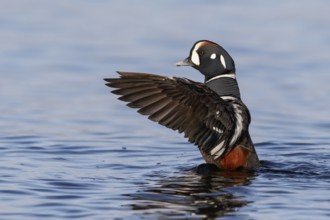 Harlequin Duck (Histrionicus histrionicus) feeding along the shoreline in Victoria, BC, Canada