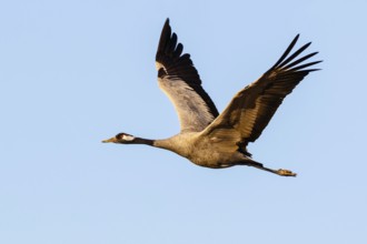 Common Crane (Grus grus) flying, Gallocanta Lake, Spain