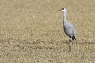 Sandhill Crane (Antigone canadensis), New Mexico, USA