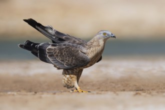 European Honey Buzzard (Pernis apivorus), Eilat, Israel