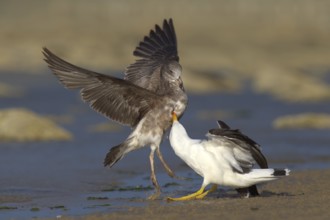 Pacific Gull (Larus pacificus), Victoria, Australia