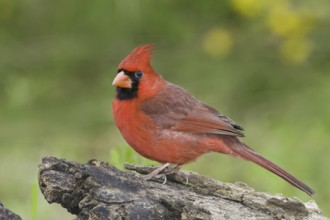 Northern Cardinal (Cardinalis cardinalis), Texas, USA