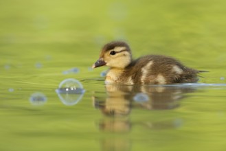 Mandarin Duck (Aix galericulata) juvenile, St. Gallen, Switzerland
