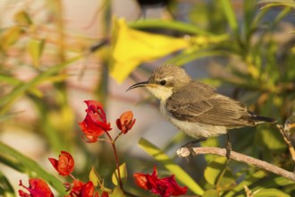 Purple Sunbird (Cinnyris asiaticus) female, Oman