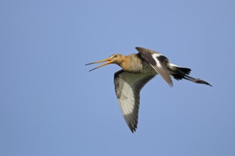 Uferschnepfe (Limosa limosa), Black-tailed Godwit, rufender Altvogel im Flug, Mai, Nijkerk,