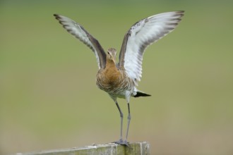 Uferschnepfe (Limosa limosa), Black-tailed Godwit, landender Altvogel auf Sitzwarte, Mai, Nijkerk,