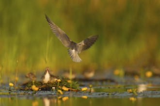Black Tern (Chlidonias niger) feeding of juvenile, Netherlands