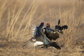 Black Grouse (Lyrurus tetrix) male, Nizhegorodskaya, Russia