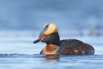 Horned Grebe (Podiceps auritus), Myvatn, Iceland