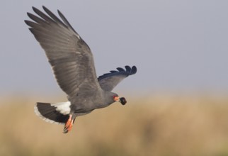 Snail Kite (Rostrhamus sociabilis) flying, Corrientes, Argentina