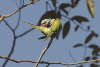 Red-breasted Parakeet (Psittacula alexandri), Khao Yai, Thailand