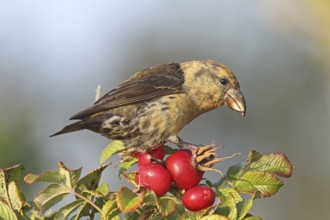 Red Crossbill (Loxia curvirostra) male, Schleswig-Holstein, Germany
