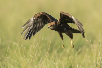 Western Marsh Harrier (Circus aeruginosus) juvenile flying, Schleswig-Holstein, Germany