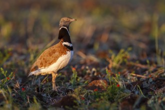 Little Bustard (Tetrax tetrax) male, Castile-La Mancha, Spain