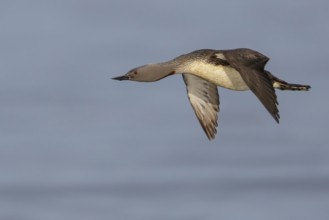 Red-throated Loon (Gavia stellata) feeding in the ocean near Nome, Alaska