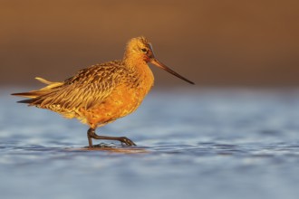 Bar-tailed Godwit (Limosa lapponica) feeding along a river in Nome, Alaska