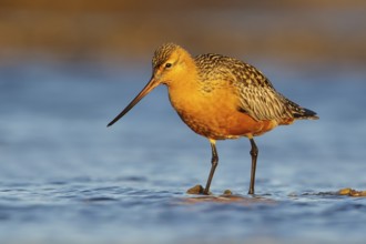 Bar-tailed Godwit (Limosa lapponica) feeding along a river in Nome, Alaska