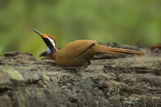 Rail-babbler (Eupetes macrocerus), Pahang, Malaysia