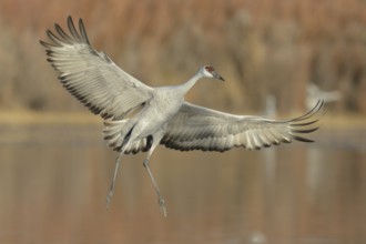 Sandhill Crane (Antigone canadensis) flying, New Mexico, USA