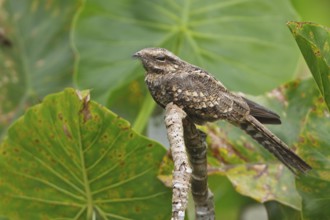 Ladder-tailed Nightjar (Hydropsalis climacocerca) perched on a branch in Ecuador, South America