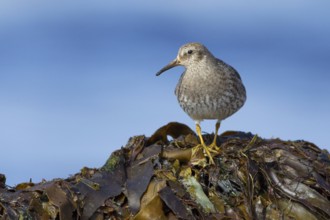 Purple Sandpiper (Calidris maritima) foraging, Iceland