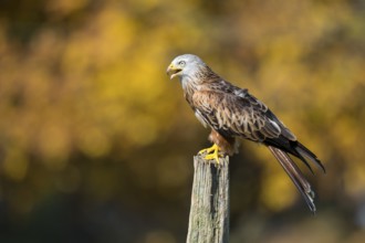 Red Kite (Milvus milvus) calling, Lower Saxony, Germany