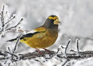 Evening Grosbeak male, Coccothraustes vespertinus, perched on a frosty branch at Pike Lake,