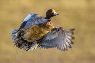 Eurasian Wigeon (Mareca penelope) male flying, Netherlands