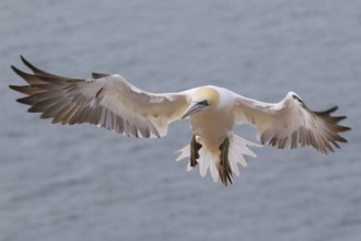 Northern Gannet (Morus bassanus) flying, Schleswig-Holstein, Germany