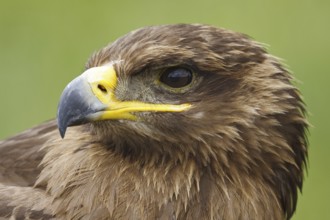 Common Buzzard (Buteo buteo), Castile, Spain