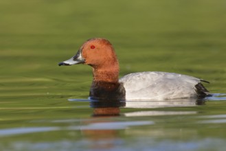 Common Pochard (Aythya ferina) male, Brandenburg, Germany