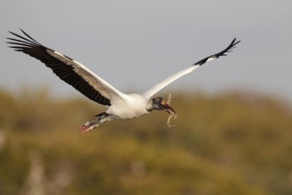 Wood Stork (Mycteria americana) flying, Florida, USA