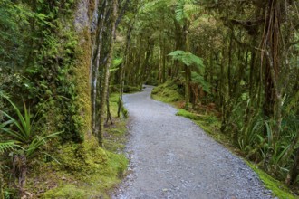A long, winding path through a mossy forest full of dense vegetation, summer, Lake Matheson, Fox