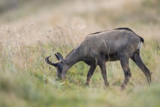 Chamois (Rupicapra rupicapra) on a meadow in the Vosges Mountains, wildlife, France
