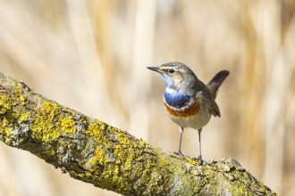 Bluethroat (Luscinia svecica cyanecula) ml Germany