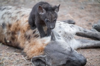 Spotted hyena (Crocuta crocuta), young animal nibbling on the mother's ear, Kruger National Park,