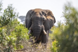 African elephant (Loxodonta africana), male, animal portrait between green bushes, Kruger National