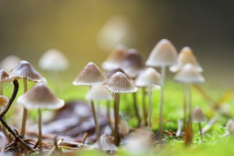 Milky mycena (Mycena galopus) mushroom in a forest in autumn, Bavaria, Germany