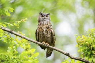 Eurasian eagle-owl (Bubo bubo) sitting on a branch, captive, Bavaria, Germany