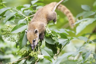 South American coati (Nasua nasua) youngster klimbing a little tree, captive, Zoo Augsburg