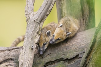 South American coati (Nasua nasua) youngsters klimbing in a tree, captive, Zoo Augsburg