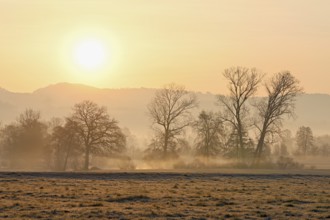 Meadows and trees in the early morning mist in the light of the rising sun, Reusstal, Aristau,