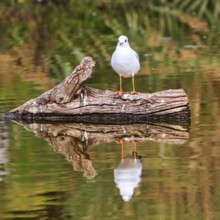 Black-headed Black-headed Gull (Chroicocephalus ridibundus) on dead wood in a pond, Pont de Gau